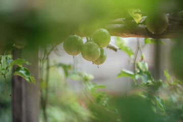 Close-up Of Unripe Passion Fruits Hanging From Vines.