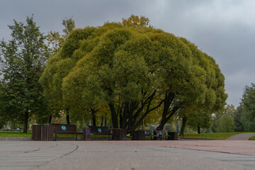 Beautiful trees in autumn in cloudy weather.