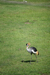 A portrait of Grey crowned crane (Balearica regulorum) with its stiff golden feathers on head in the field.
