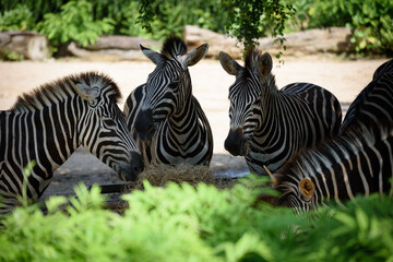 Fototapeta na wymiar The zebras eating straw (hay) from the tray.