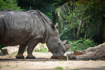 The southern white rhinoceros or square-lipped rhinoceros eating his manure.