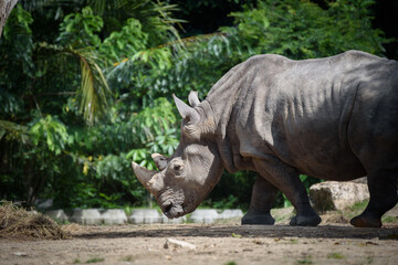 Fototapeta premium The southern white rhinoceros or square-lipped rhinoceros walking in the zoo.