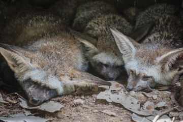 The scene of the cute Bat-eared fox family also known as Otocyon megalotis sleeping in a cave.