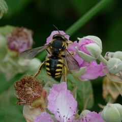 Wool carder bee (Anthidium florentinum) on a flower