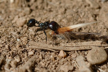 Harvester (Messor barbarus) carrying a seed