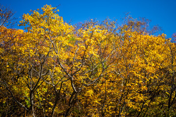 宮城県栗原市、秋田県湯沢市、雄勝郡東成瀬村、岩手県一関市にある栗駒山を紅葉の時期に登山する風景A view of climbing Mt. Kurikoma in Kurihara City, Miyagi Prefecture, Yuzawa City, Akita Prefecture, during the autumn foliage season.