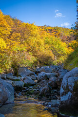 Obraz premium 宮城県栗原市、秋田県湯沢市、雄勝郡東成瀬村、岩手県一関市にある栗駒山を紅葉の時期に登山する風景A view of climbing Mt. Kurikoma in Kurihara City, Miyagi Prefecture, Yuzawa City, Akita Prefecture, during the autumn foliage season.