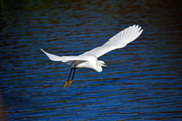 Little egret flying in to the lake to fish