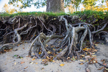 Fototapeta na wymiar Tree roots on the sandy shore