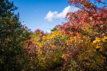 宮城県栗原市、秋田県湯沢市、雄勝郡東成瀬村、岩手県一関市にある栗駒山を紅葉の時期に登山する風景A view of climbing Mt. Kurikoma in Kurihara City, Miyagi Prefecture, Yuzawa City, Akita Prefecture, during the autumn foliage season.