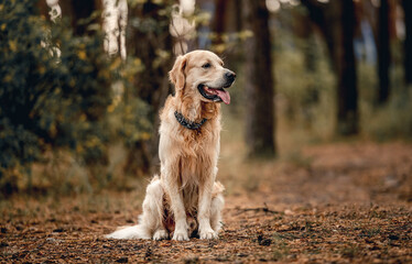 Golden retriever dog in the forest