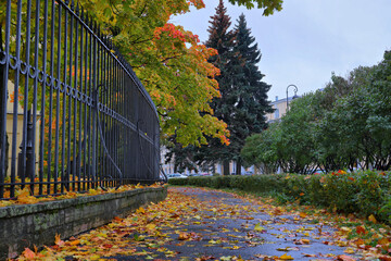 Autumn trees in the park of St. Petersburg