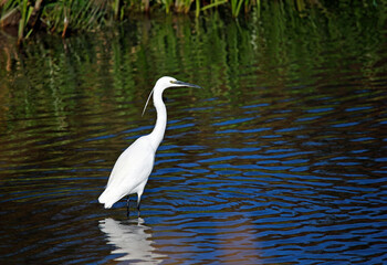 Little egret flying in to the lake to fish