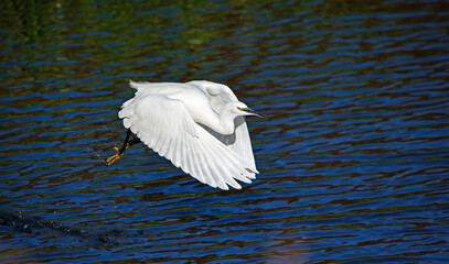 Little egret flying in to the lake to fish