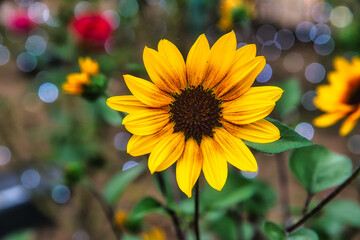 秋の公園に咲いていた黄色い花のクローズアップ	