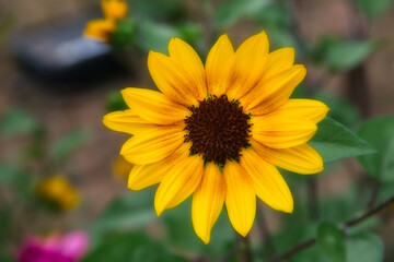 秋の公園に咲いていた黄色い花のクローズアップ	