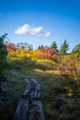 宮城県栗原市、秋田県湯沢市、雄勝郡東成瀬村、岩手県一関市にある栗駒山を紅葉の時期に登山する風景A view of climbing Mt. Kurikoma in Kurihara City, Miyagi Prefecture, Yuzawa City, Akita Prefecture, during the autumn foliage season.