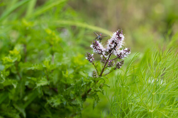 Insect on a lemon mint flower. On a blurred green background. Medicinal herbs. Close-up. Copyspace.