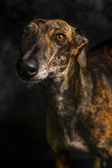 portrait of brown greyhound looking forward on black background