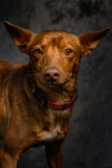 portrait of small brown dog facing front on black background