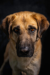 portrait of brown dog facing front on black background