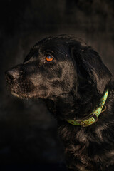 profile portrait of a Labrador retriever black on black background