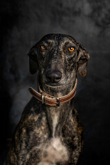 portrait of black greyhound facing front with leather collar on black background