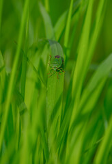 Green soldier bug Chinavia hilaris