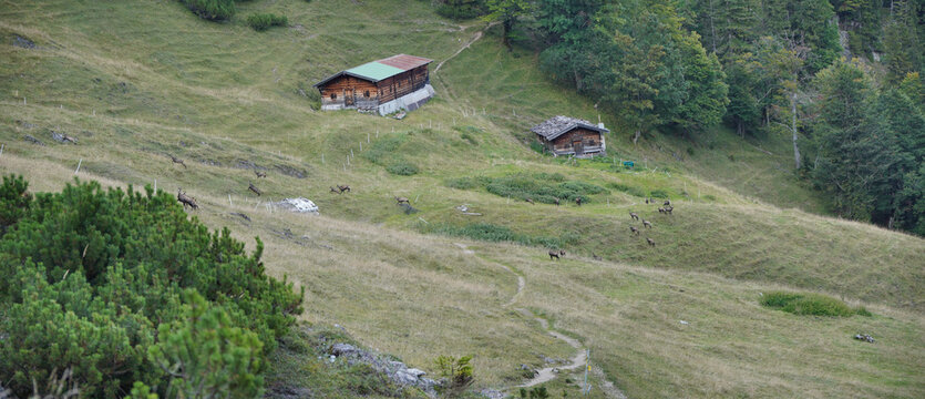 Wanderung auf den Schinder: Gemse an der Traunitzalm