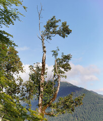 Obraz premium Wanderung auf den Schinder