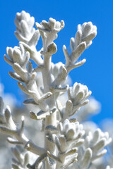 Wei&szlig;filziges Greiskraut, Senecio cineraria