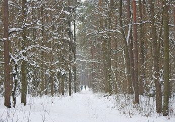 Fototapeta premium las