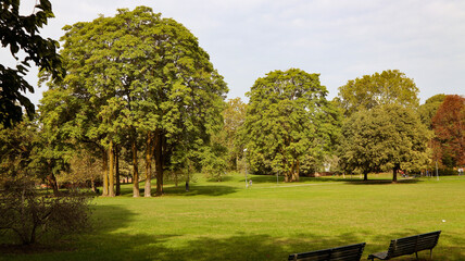 trees in the park