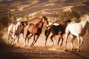 Fototapeta na wymiar horses in farm