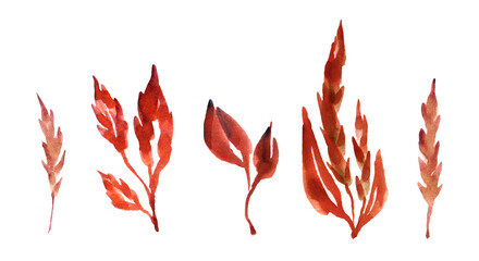 Watercolor set of botanic floral blooming natural elements. Wild flowers, twigs and leaves. Botanical bright classic collection isolated on white background.