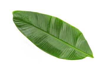 Banana green leaf  isolated on white background with clipping path.