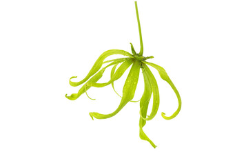 Ylang ylang or Cananga odorata flower isolated on white background with clipping path.