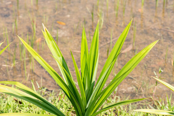 Pandan leaves or Pandanus amaryllifolius trees and green leaves on nature background.
