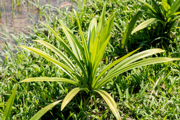 Pandan leaves or Pandanus amaryllifolius trees and green leaves on nature background.
