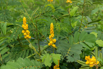 Senna alata flowers on tree and on nature background.