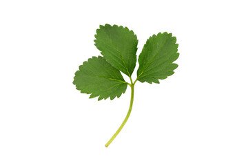 Strawberry green leaves isolated on white background with clipping path.