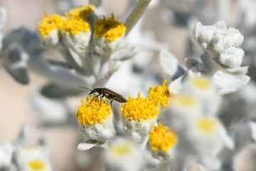 Weißfilziges Greiskraut