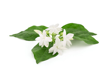 Jasmine flowers and green leaves isolated on white background.