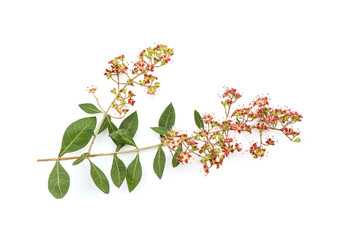 Henna or lawsonia inermis flowers isolated on white background.top view,flat lay.