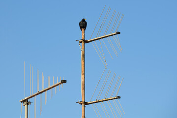 Schwarzer Vogel auf Antenne