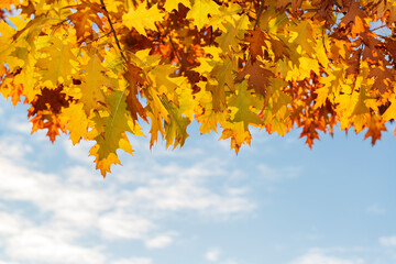 Fototapeta na wymiar Fall oak leaves background