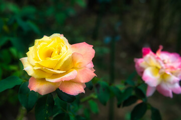 花びらのグラデーションが美しい黄色とピンクのバラ
