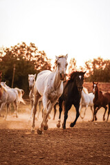 Obraz premium herd of horses on farm