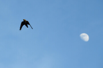 Schwarzer Vogel mit Mond
