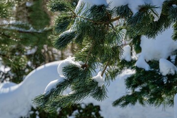 Snow on green and silvery pine Pinus parviflora Glauca needles. Blurred light green background. Selective focus. Close-up. Winter's tale in evergreen landscaped garden. Nature concept for design.